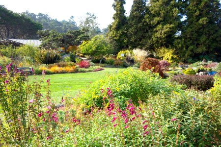 Lawn - Mendocino Coast Botanical Gardens - DSC02003