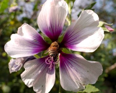 Lavatera maritima bicolor bee pollination 2015-03-15 photo