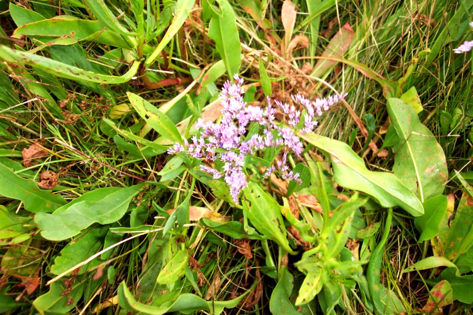 Lavande de mer (2)a