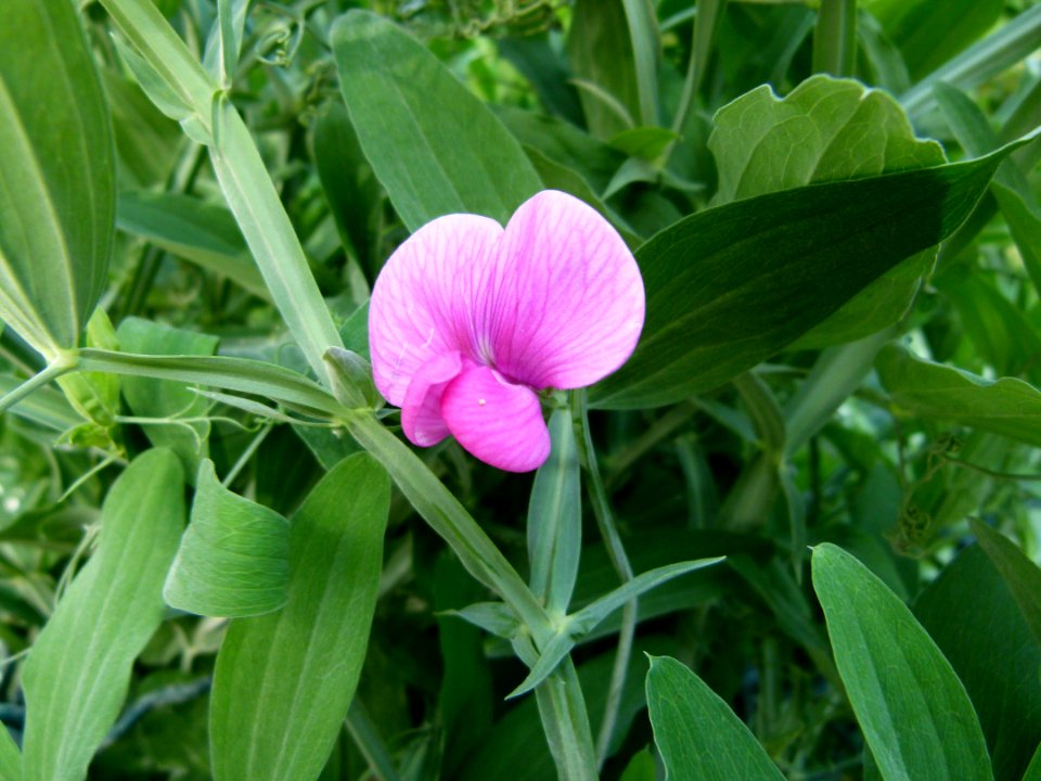 Lathyrus odoratus Paris