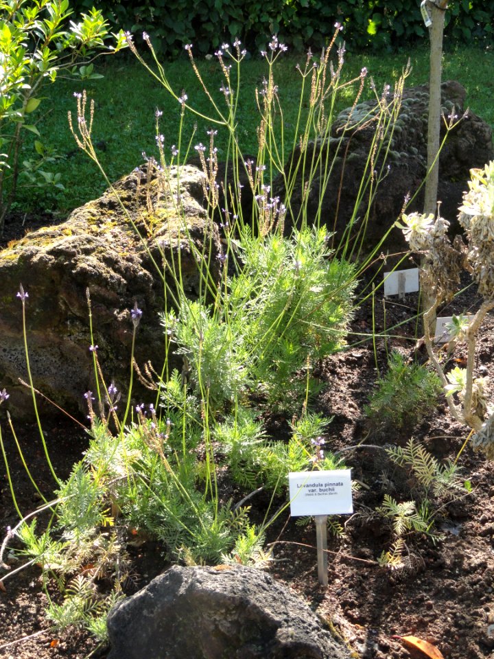 Lavandula buchii - Botanischer Garten, Frankfurt am Main - DSC02382
