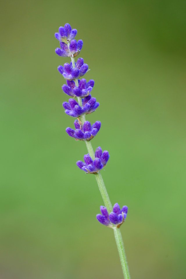 Lavendel.Staengel