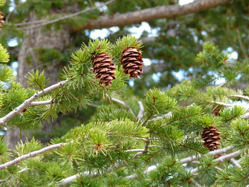 Nature fir tree needles