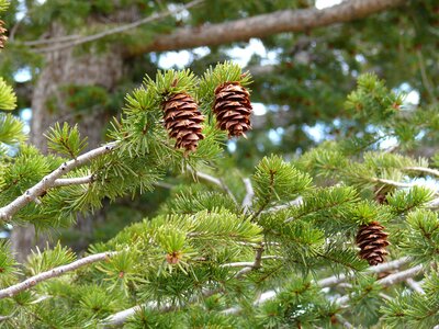 Nature fir tree needles