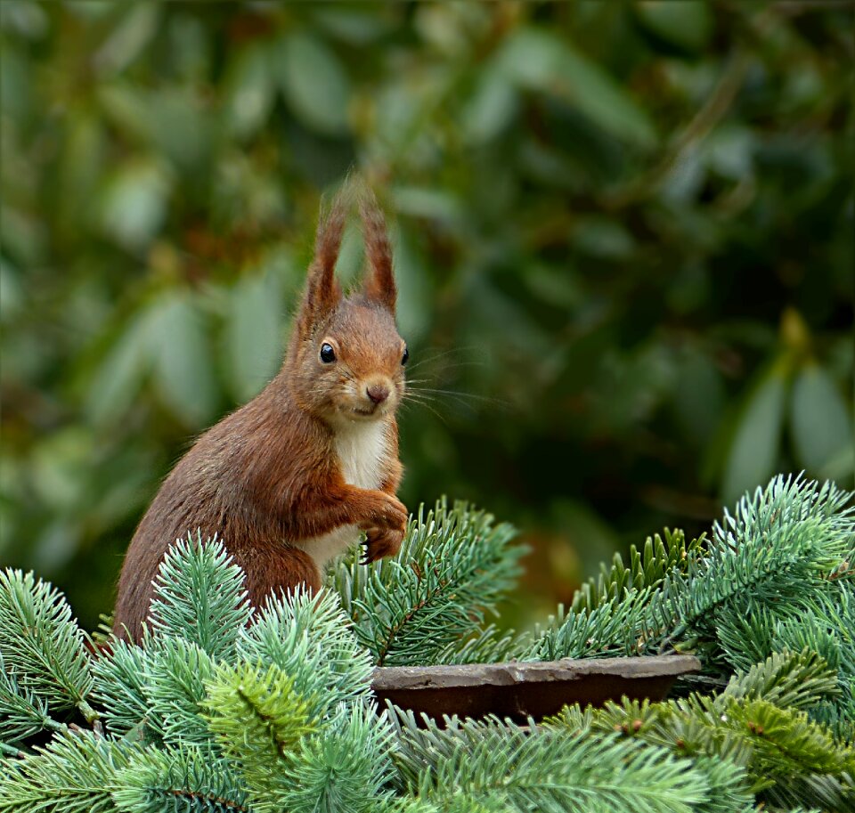 Sciurus vulgaris major garden foraging