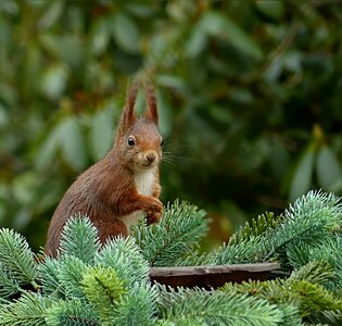 Sciurus vulgaris major garden foraging