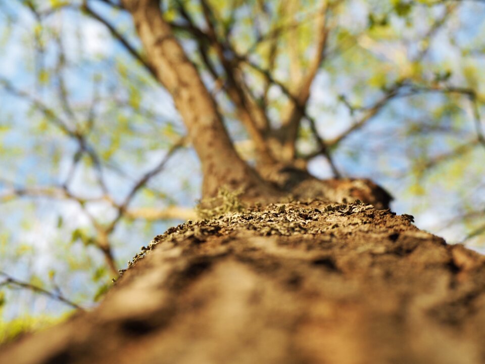 Tree angle europe