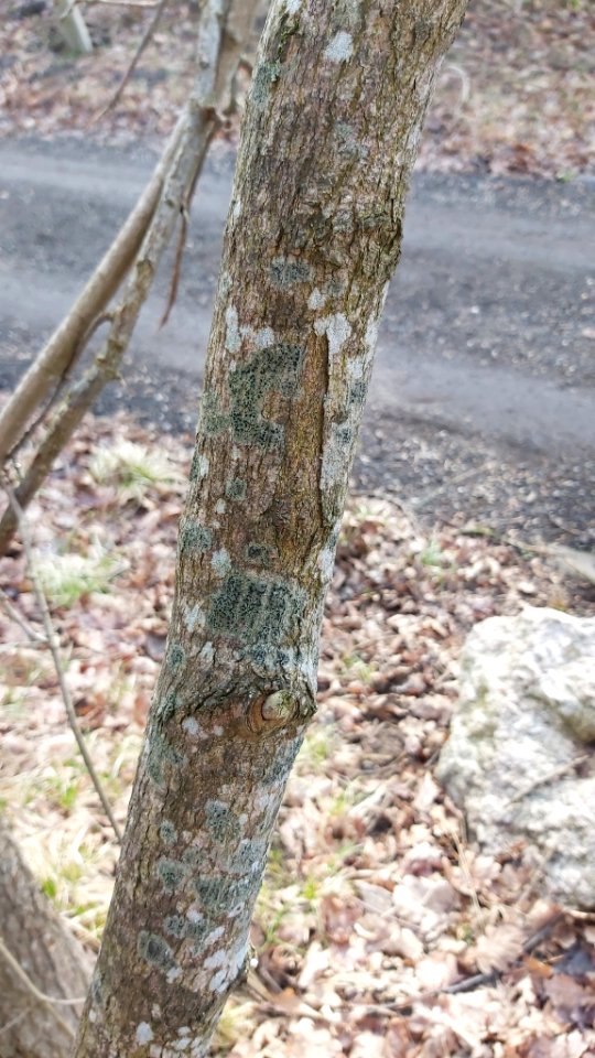 Lecidella elaeochroma 62845960