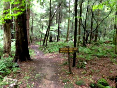Laurel Hill State Park Hemlock trees photo