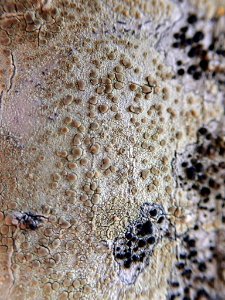 Lecanora carpinea 111545710
