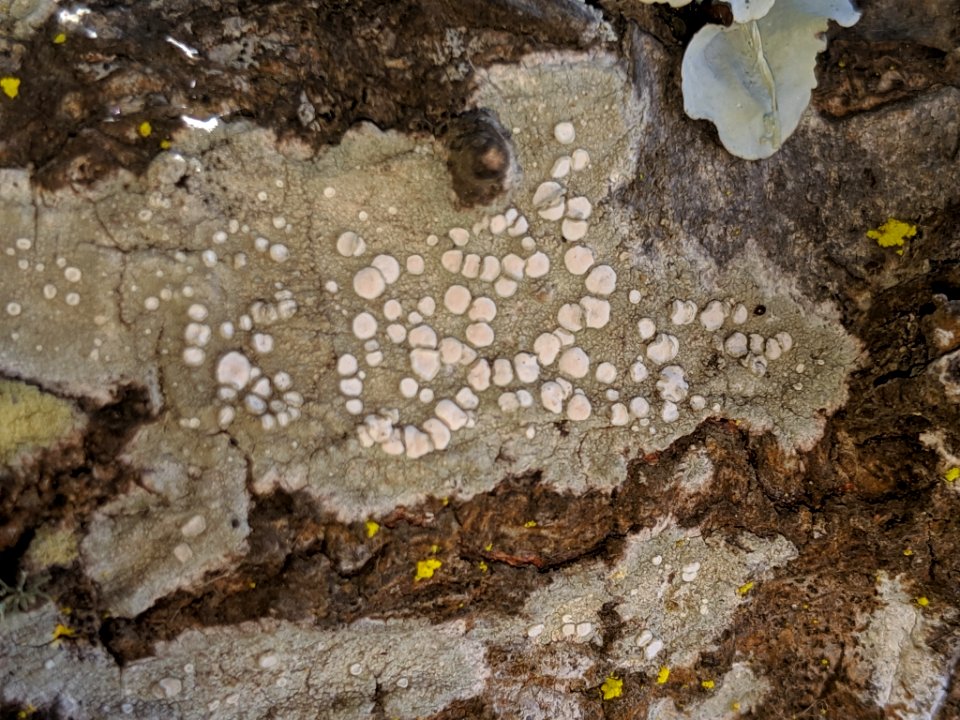 Lecanora caesiorubella 54725647