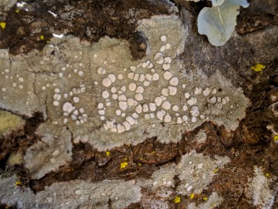 Lecanora caesiorubella 54725647