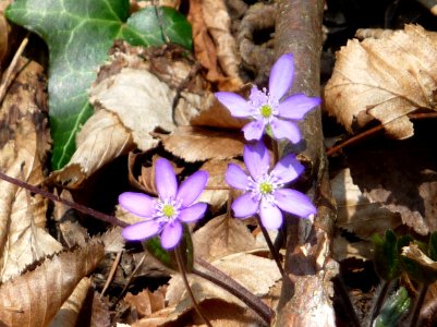 Leberbluemchen Obernzell