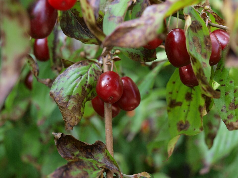 Cornel cornus mas cherry
