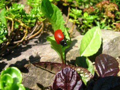 Foliage insects the red beetle