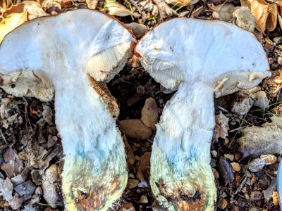 Leccinum manzanitae 59487774