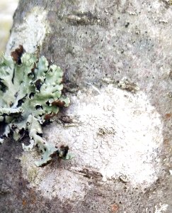 Lecanora carpinea 81548790