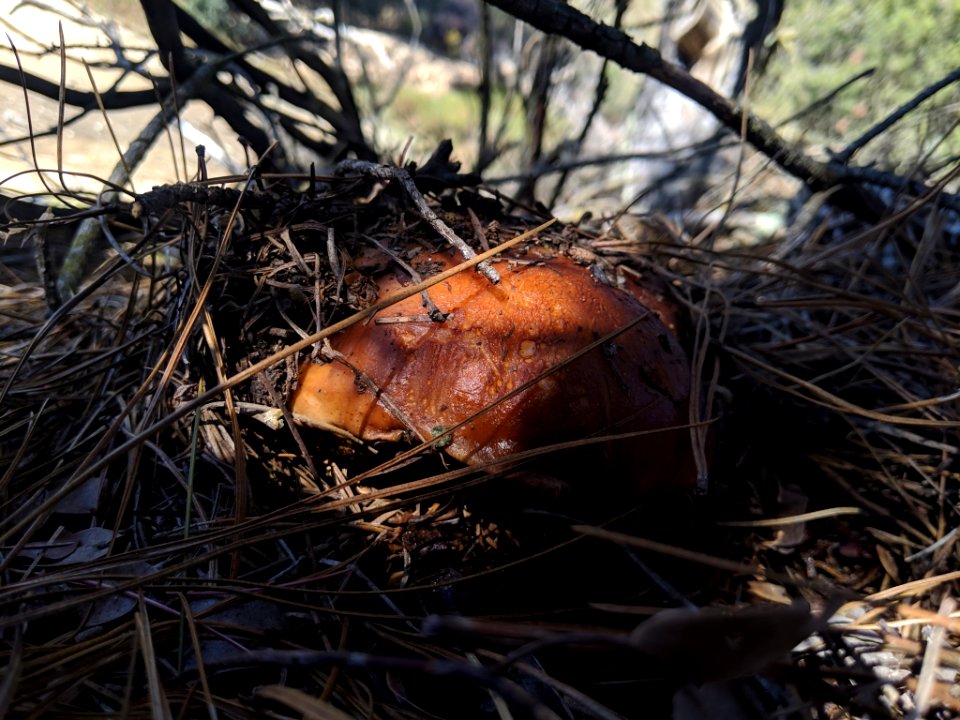 Leccinum manzanitae 31631973