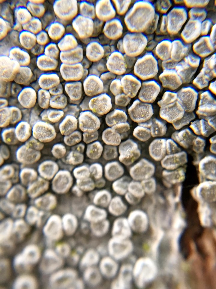 Lecanora carpinea 62087801