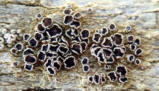 Lecanora xylophila 114241393