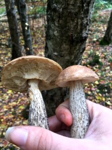 Leccinum scabrum 102271355