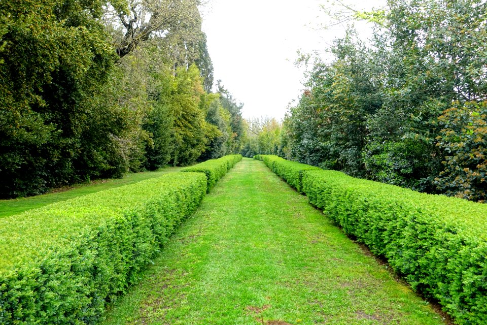 Lawn - Castello Ruspoli - Vignanello, Italy - DSC02816