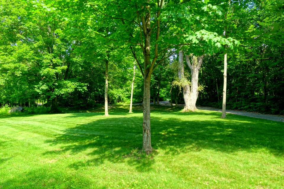 Lawn - Benson Park - Hudson, New Hampshire - DSC07564