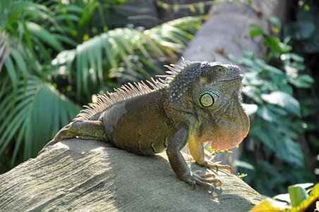 Reptile creature zoo