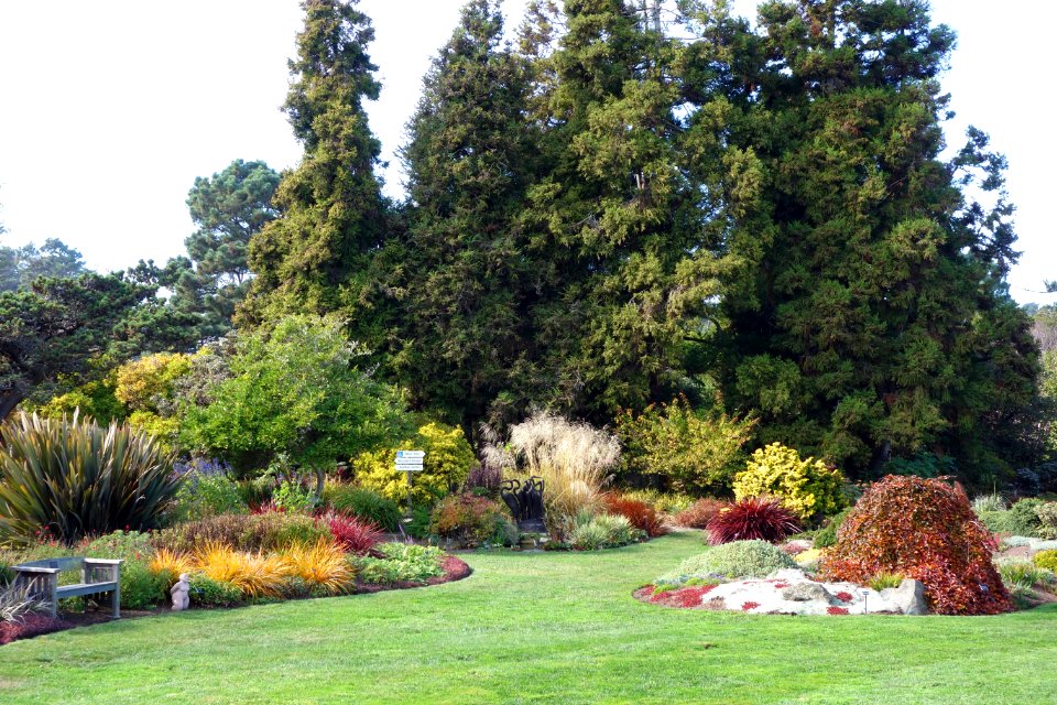Lawn - Mendocino Coast Botanical Gardens - DSC02000
