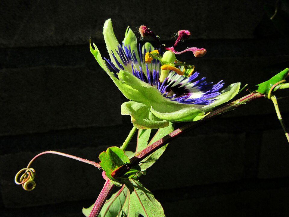 Drops flower passiflora caerulea
