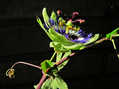 Drops flower passiflora caerulea photo