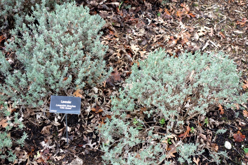 Lavandula stoechas 'Otto Quast' - McConnell Arboretum & Botanical Gardens - DSC02942