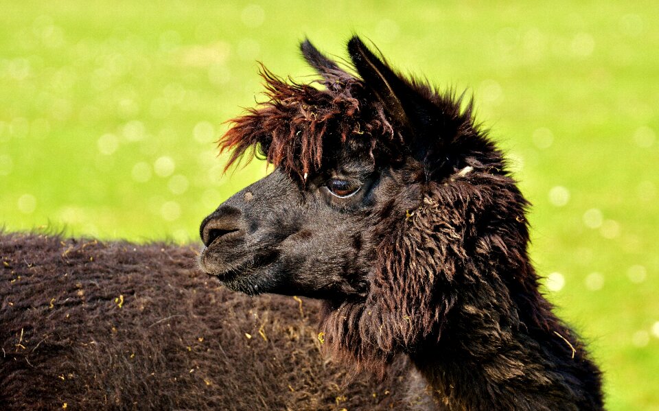 Animals cute good aiderbichl