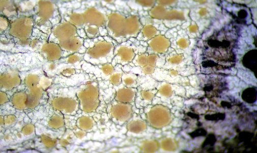 Lecanora carpinea 111545723