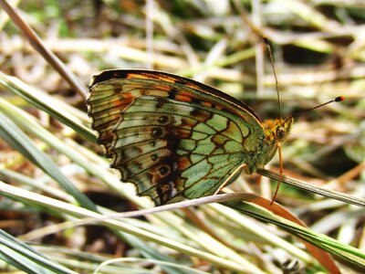 Brown background lepidoptera insect photo