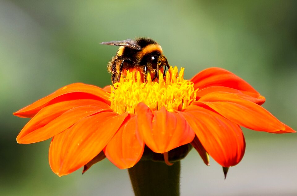 Orange plant insects