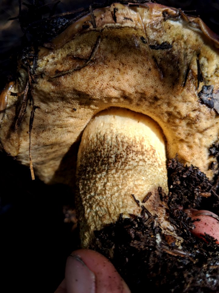 Leccinum manzanitae 31631978