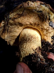 Leccinum manzanitae 31631978