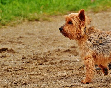 Terrier yorkshire small photo