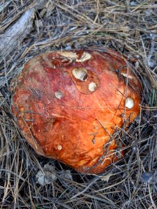 Leccinum manzanitae 61193890