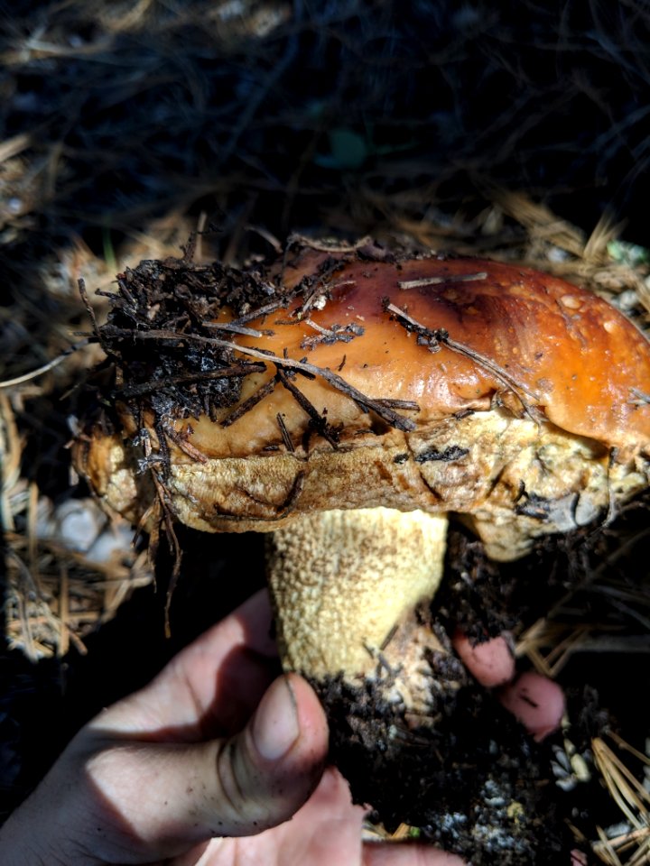 Leccinum manzanitae 31631957