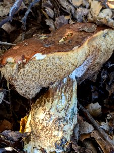 Leccinum manzanitae 59487779