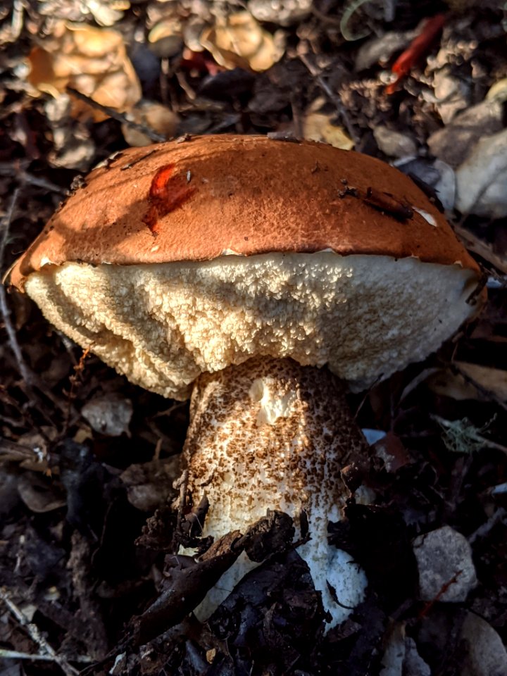 Leccinum manzanitae 59487769