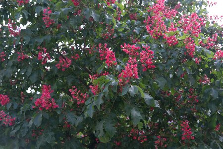 Tree chestnut flesh red horse chestnut photo