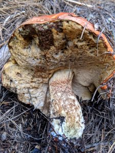 Leccinum manzanitae 61193895 photo