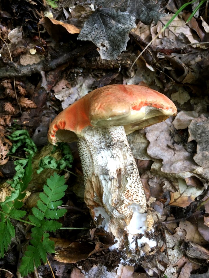 Leccinum aurantiacum 95830366