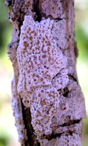 Lecanora kohu 123350394