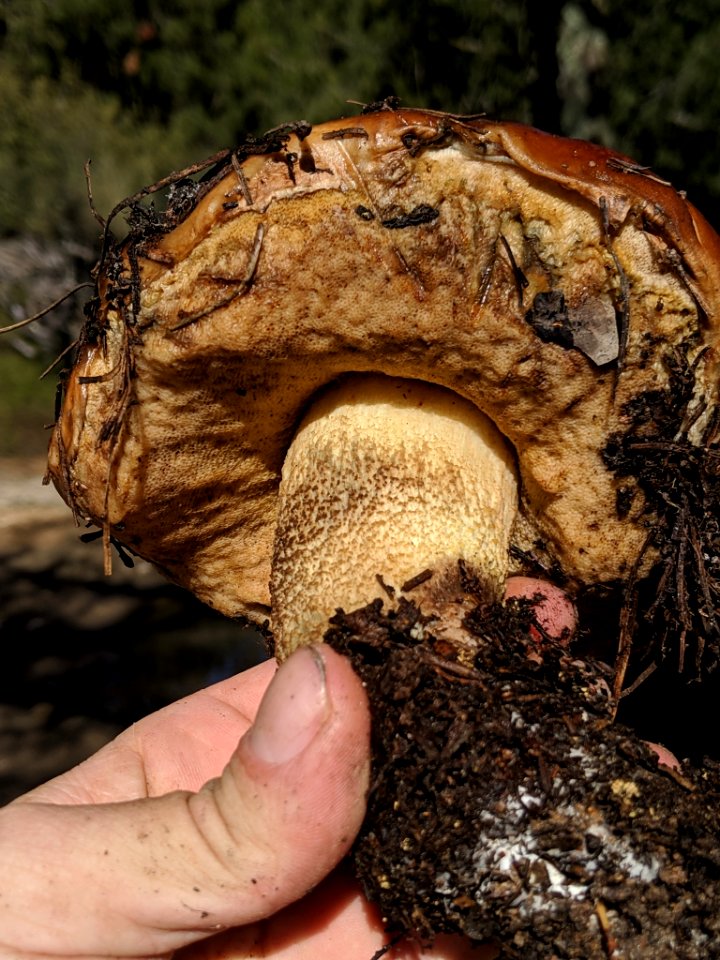 Leccinum manzanitae 31631969