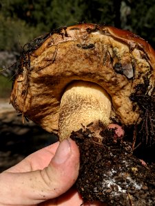 Leccinum manzanitae 31631969