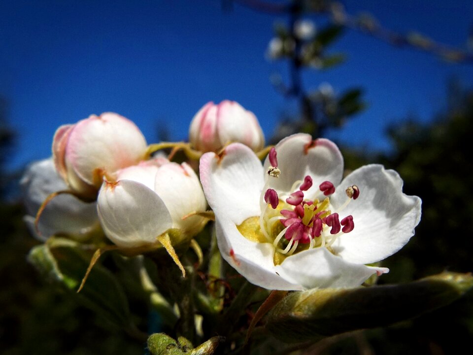 Flower spring garden